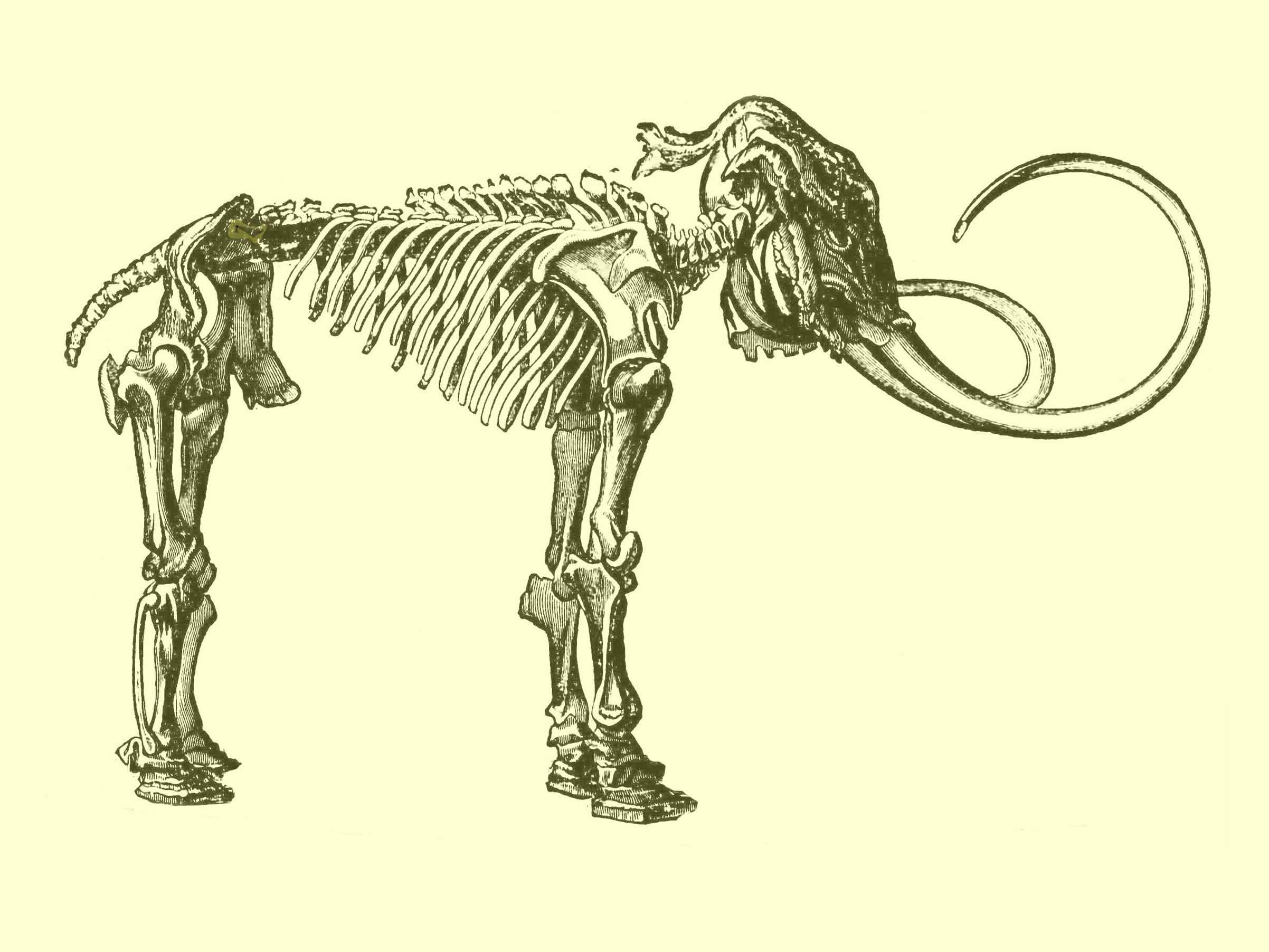 Living through the Sixth Extinction