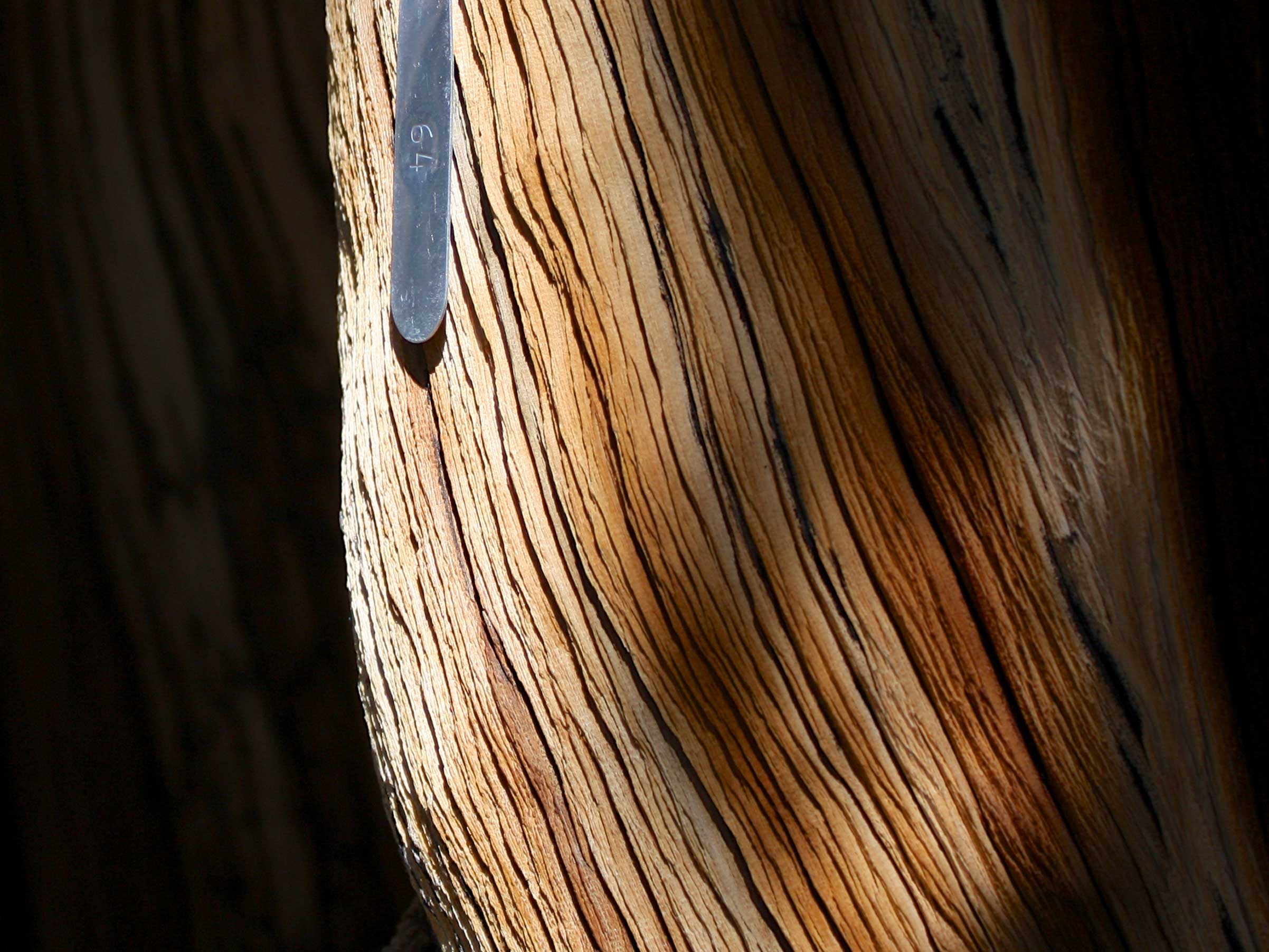 Monuments of Nature from Berlin to the Americas