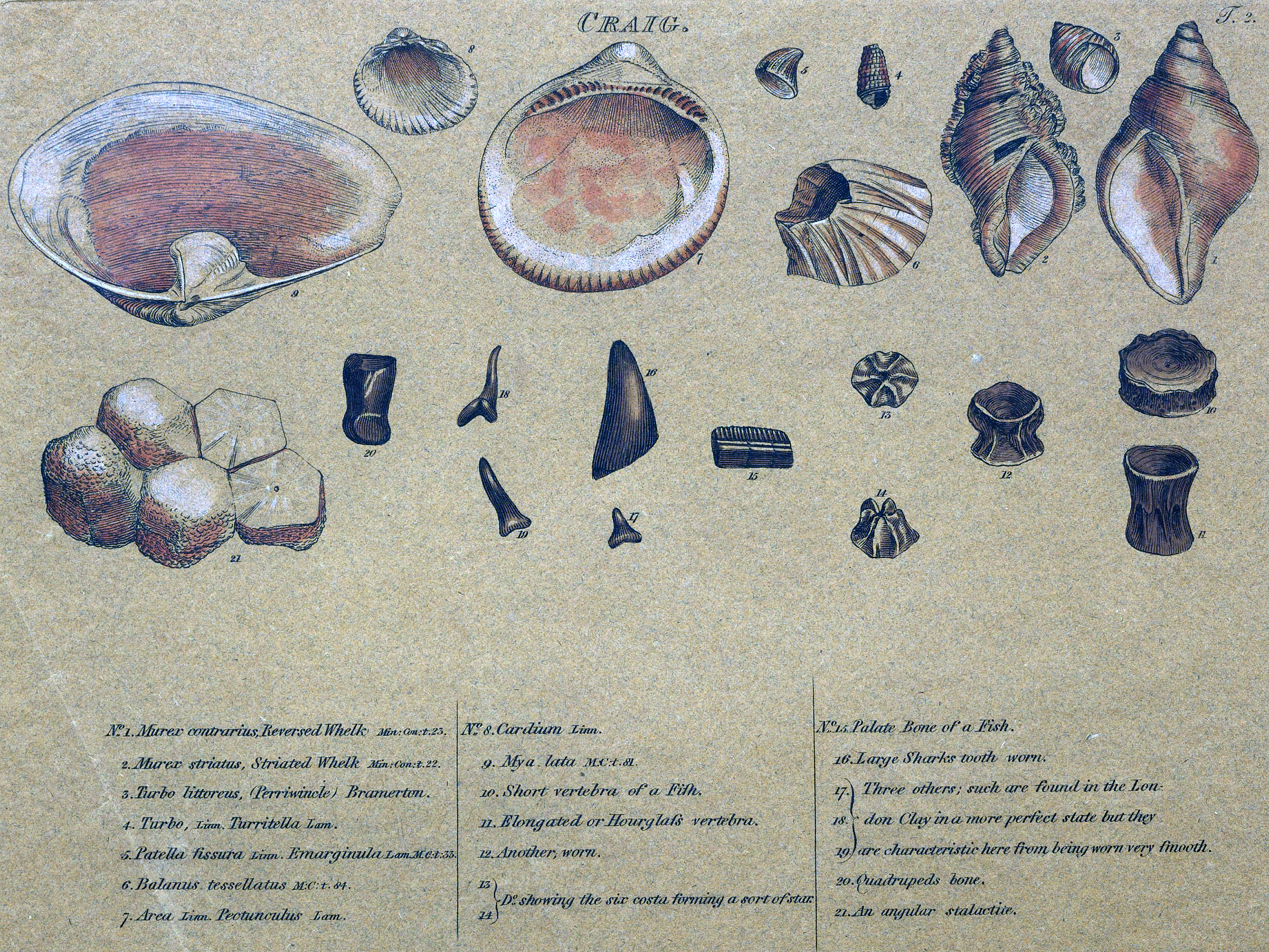 Some Assembly Required: Decoding Four Billion Years of Life, from Ancient Fossils to DNA
