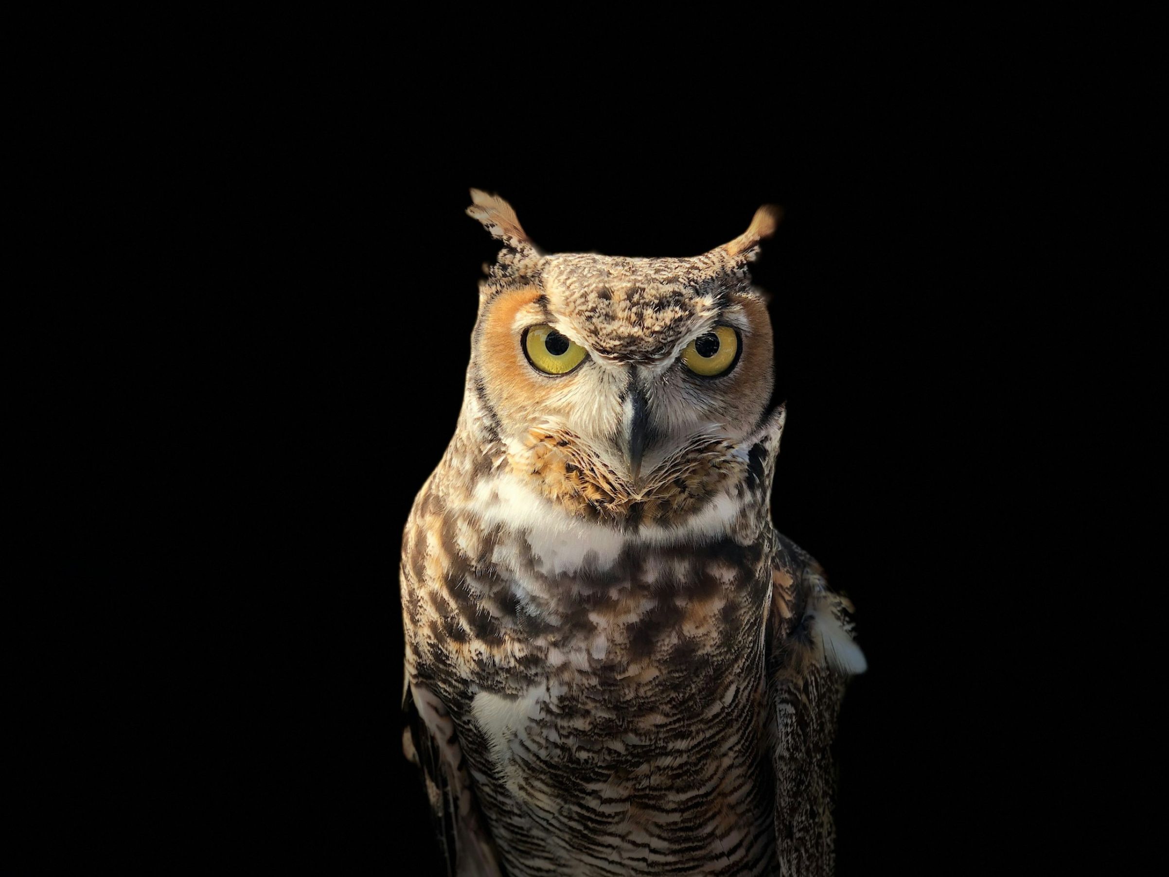 A Wiser World: The Global Quest for Good Judgement